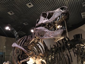 国立科学博物館に投稿された画像（2021/12/1）