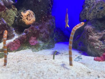 新江ノ島水族館に投稿された画像（2021/12/1）