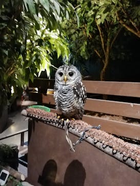 Moff animal world MARK IS みなとみらい店に投稿された画像（2021/12/1）