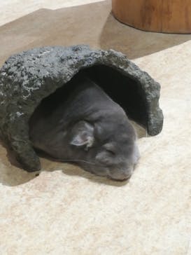 Moff animal world MARK IS みなとみらい店に投稿された画像（2021/12/1）