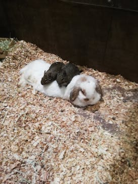 Moff animal world MARK IS みなとみらい店に投稿された画像（2021/12/1）