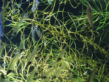 カワスイ 川崎⽔族館に投稿された画像（2021/12/1）