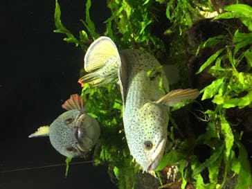 カワスイ 川崎⽔族館に投稿された画像（2021/12/1）