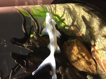 カワスイ 川崎⽔族館に投稿された画像（2021/12/1）