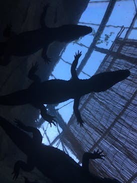 熱川バナナワニ園に投稿された画像（2021/12/2）