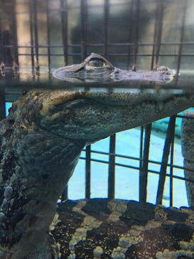 熱川バナナワニ園に投稿された画像（2021/12/2）