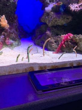 新江ノ島水族館に投稿された画像（2021/12/2）