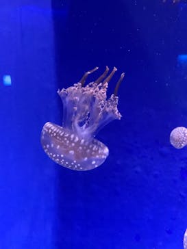 新江ノ島水族館に投稿された画像（2021/12/2）