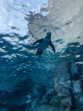 旭川市旭山動物園に投稿された画像（2021/12/2）