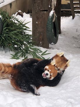 旭川市旭山動物園に投稿された画像（2021/12/2）