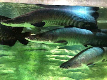 カワスイ 川崎⽔族館に投稿された画像（2021/12/2）