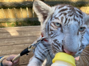 しろとり動物園に投稿された画像（2021/12/2）