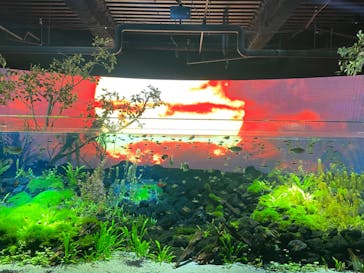 カワスイ 川崎⽔族館に投稿された画像（2021/12/2）