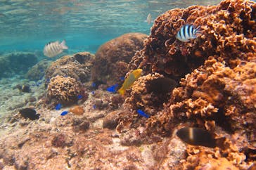 沖縄ダイビングショップシーモールに投稿された画像（2021/12/2）