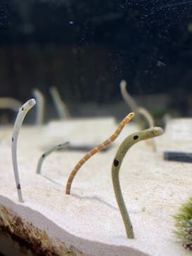 京都水族館に投稿された画像（2021/12/2）