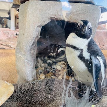 京都水族館に投稿された画像（2021/12/2）