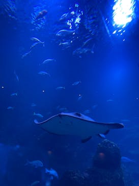 京都水族館に投稿された画像（2021/12/2）