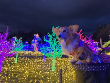 伊豆ぐらんぱる公園に投稿された画像（2021/12/2）