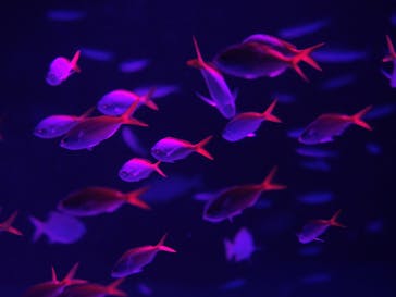 サンシャイン水族館に投稿された画像（2021/12/2）