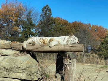 群馬サファリパークに投稿された画像（2021/12/3）