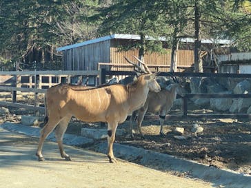 群馬サファリパークに投稿された画像（2021/12/3）