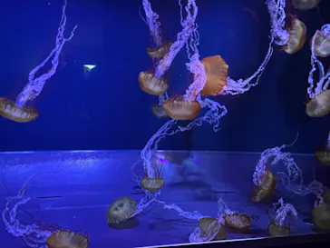 すみだ水族館に投稿された画像（2021/12/3）