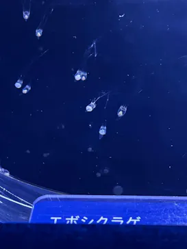 すみだ水族館に投稿された画像（2021/12/3）