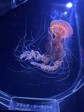 すみだ水族館に投稿された画像（2021/12/3）