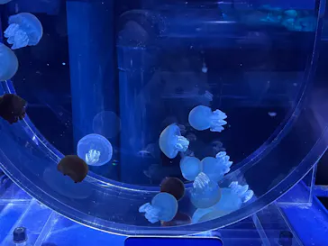 すみだ水族館に投稿された画像（2021/12/3）