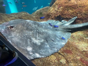 新江ノ島水族館に投稿された画像（2021/12/3）