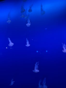 新江ノ島水族館に投稿された画像（2021/12/3）