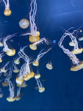 新江ノ島水族館に投稿された画像（2021/12/3）