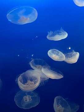 新江ノ島水族館に投稿された画像（2021/12/3）