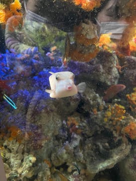 新江ノ島水族館に投稿された画像（2021/12/3）