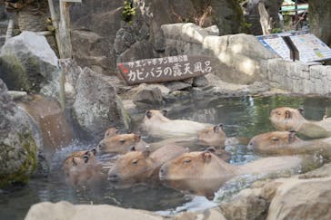 伊豆シャボテン動物公園に投稿された画像（2021/12/3）