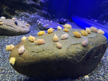 新江ノ島水族館に投稿された画像（2021/12/3）