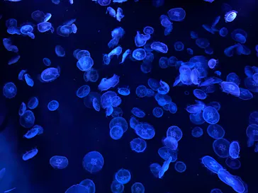 すみだ水族館に投稿された画像（2021/12/3）