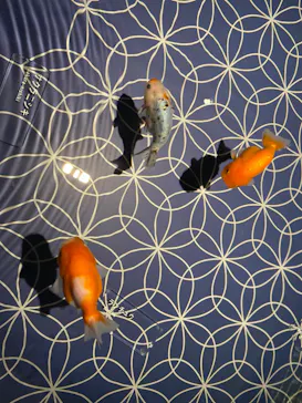 すみだ水族館に投稿された画像（2021/12/3）