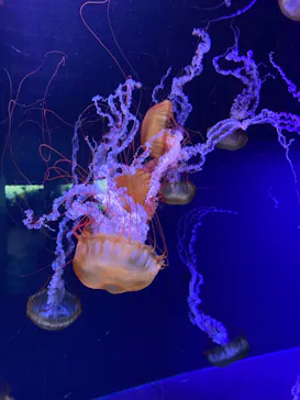 すみだ水族館に投稿された画像（2021/12/3）