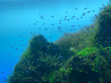 すみだ水族館に投稿された画像（2021/12/3）