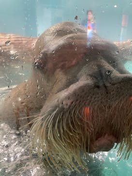 伊豆・三津シーパラダイスに投稿された画像（2021/12/3）