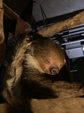 カワスイ 川崎⽔族館に投稿された画像（2021/12/3）