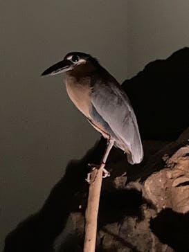 カワスイ 川崎⽔族館に投稿された画像（2021/12/3）