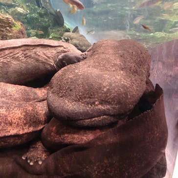 京都鉄道博物館×京都水族館に投稿された画像（2021/12/3）