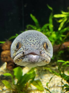 カワスイ 川崎⽔族館に投稿された画像（2021/12/3）