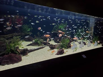 カワスイ 川崎⽔族館に投稿された画像（2021/12/3）