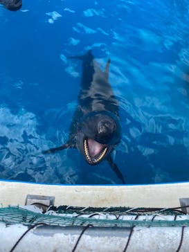 沖縄美ら海水族館に投稿された画像（2021/12/3）