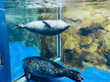 新江ノ島水族館に投稿された画像（2021/12/4）