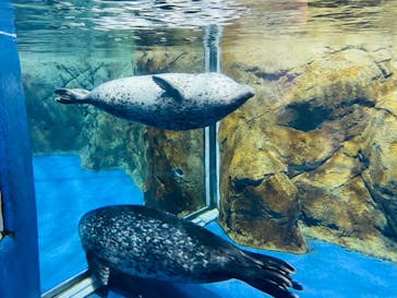 新江ノ島水族館に投稿された画像（2021/12/4）