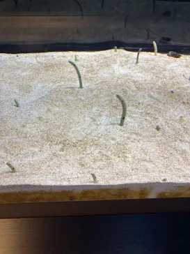 すみだ水族館に投稿された画像（2021/12/4）